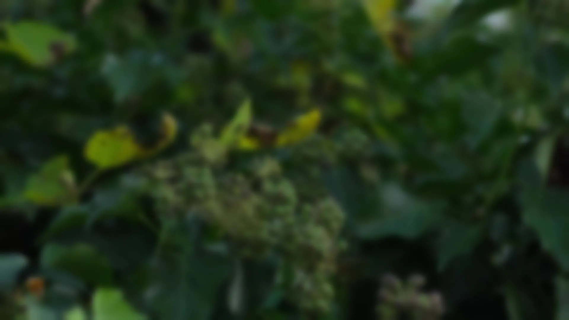 Collection Header